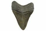 Serrated, Fossil Megalodon Tooth - South Carolina #321331-1
